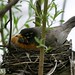 Robin Magee Photo 35