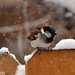 Morris Sparrow Photo 4