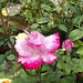 Rose Rainey Photo 11