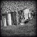 Ruth Weir Photo 21