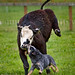 Jeffrey Bolt Photo 7