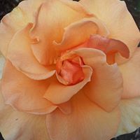 Bobbie Nichols Photo 29