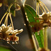 Jane Swan Photo 26