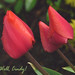 Cindy Card Photo 15