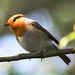 Robin Coates Photo 36
