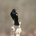 Gary Wing Photo 12