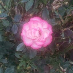 Diana Francis Photo 25
