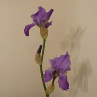 Joan Archer Photo 8