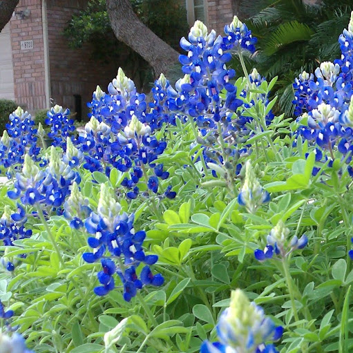 Janet Coe Photo 8