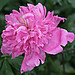 Bud Rich Photo 12