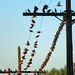 Mark Gervais Photo 31