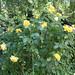 Rose Thomas Photo 36