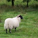 Glen Lamb Photo 18