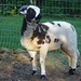 Jacob Lamb Photo 34