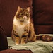 Amy Calico Photo 7
