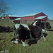 Teresa Foreman Photo 8