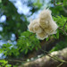 Trisha Cotton Photo 6