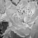 Rivera Blanca Photo 12