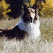 Richard Pitman Photo 35