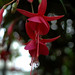 Allan Bloom Photo 9