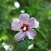 Sharon Peace Photo 15