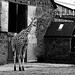 Nicola Brown Photo 30