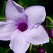Patricia Vines Photo 21