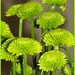 Flora Patrick Photo 1
