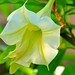 Angel Bell Photo 29