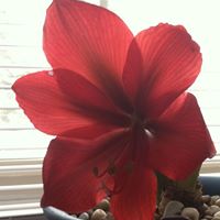 Angela Emmons Photo 8