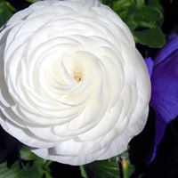 Annie Bush Photo 39