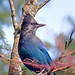 Jay Head Photo 27