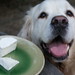 C Cheese Photo 3