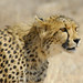 Martin Hunt Photo 14