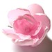 Opal Rose Photo 17