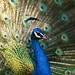 Douglas Peacock Photo 15