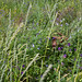 Beatrice Peterson Photo 11