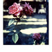 Beverly Burton Photo 16