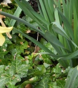 Jane Davis Photo 5