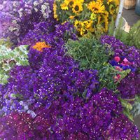 Laurie Griggs Photo 20