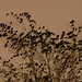 Ron Crow Photo 24