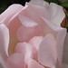 Lynn Franklin Photo 34