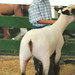 Trent Arnold Photo 31