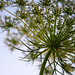 Anne Good Photo 20