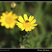 Margarida Gomes Photo 16