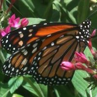Glenda Smith Photo 26