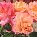 Rose Conrad Photo 16