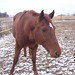 Raymond Chestnut Photo 6