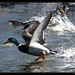 Rodney Mallard Photo 5