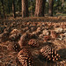 T Sanchez Photo 15